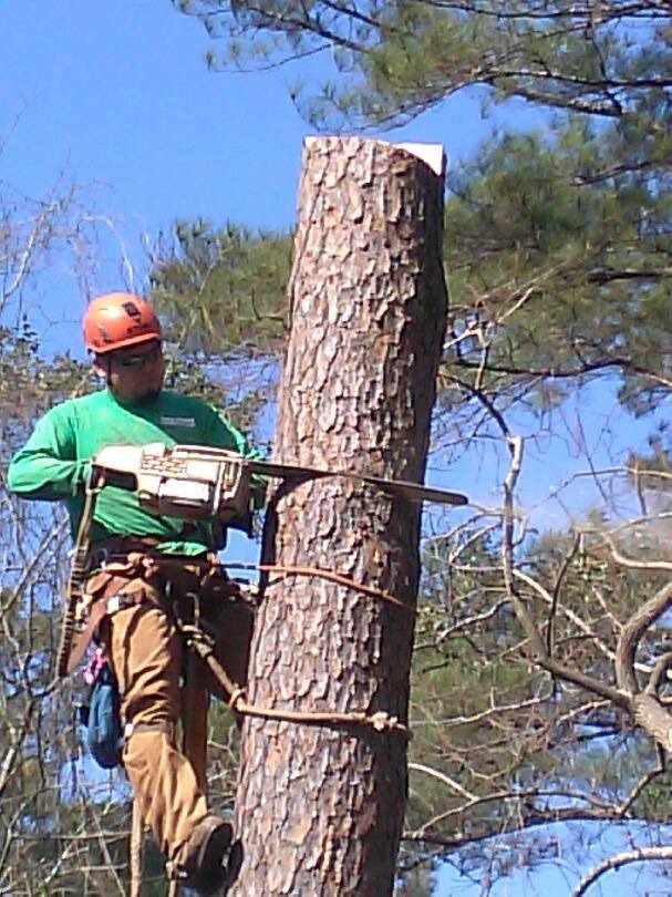 full-tree-removal