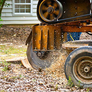 stump grinding buford flowery branch