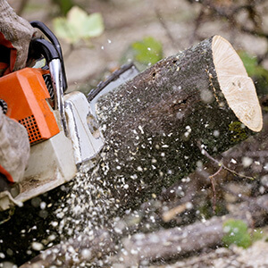 stump grinding